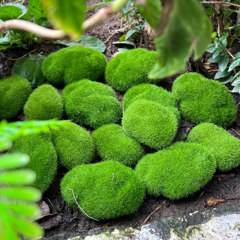 5/30 stuks simulatie mossteen  - Preserved Moss Sheet recensie en prijs