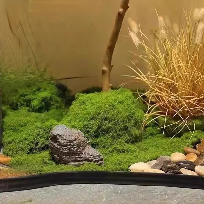 200g Eeuwig leven mos DIY amba - Preserved Moss Sheet recensie en prijs