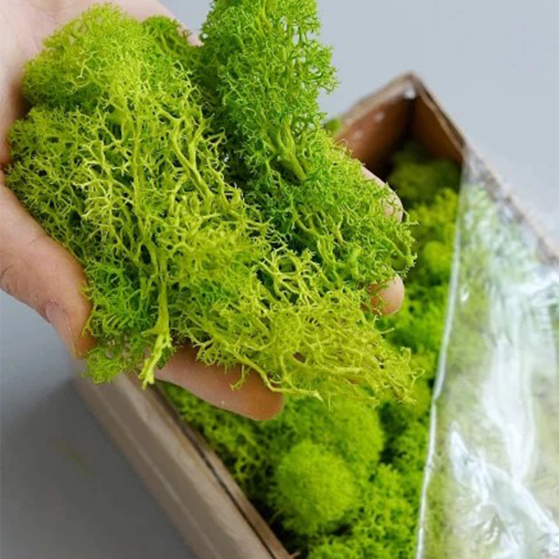 100/200/500g Eeuwig Leven Mos  - Preserved Moss Sheet recensie en prijs
